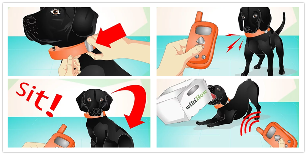 positive e collar training